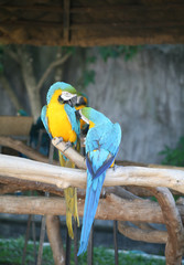 Macaw