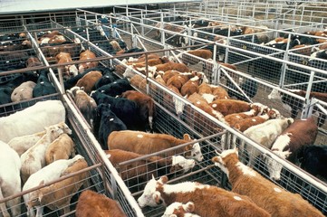 Breeding grazing feed lot, final fattening, resold at each stage, cattle auction, Texas