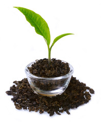 fresh green tea leaf growing on dried tea leaves with white background.