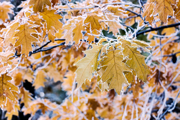 autumn maple leaves on branch covered with hoarfrost or rime
