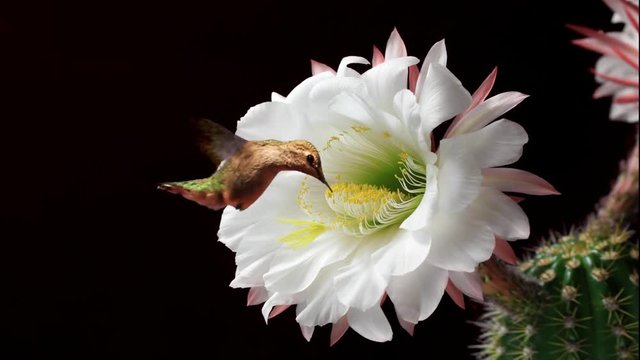 Hummingbird Feeding on a Beautiful Blooming Cactus Flower.