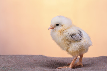 Beautiful decorative rooster on the farm in the spring