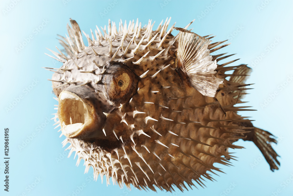 Wall mural taxidermal inflated puffer fish over blue background - Wall murals