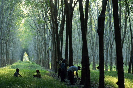 Rubber Plantation Near Phuket