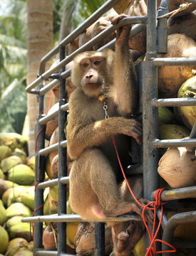 Macaque monkeys trained to collect coconuts in Ko Samui