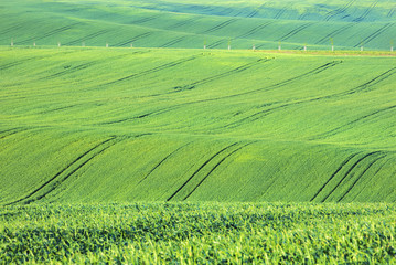 waves and tractor trails on the green fields