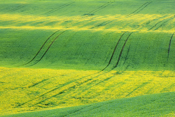 yellow sun rays on the green wheat field