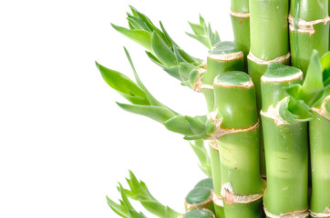 Fototapeta na wymiar A lucky bamboo plant on a white background