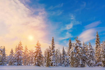 Colorful  Winter Sundown - northern nature - snowy forest landsc