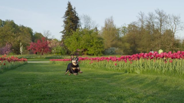 SLOW MOTION: Excited senior dog running on grass field near colorful flowerbeds