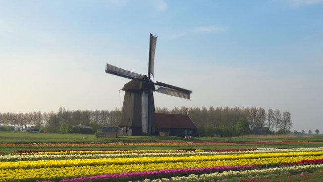 AERIAL: Stunning traditional windmill and field of tulips at keukenhof gardens 