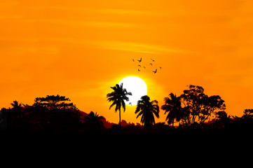 Fototapeta na wymiar Sunset scenery with silhouette of trees