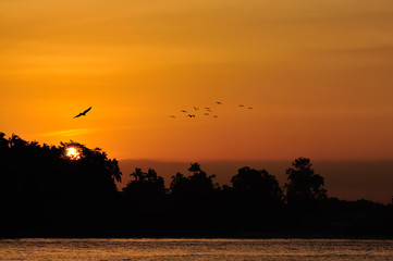 Golden Sunset over sea with bird flying