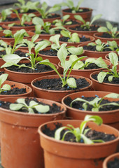 Fototapeta na wymiar Detail shot of seedlings in plant pots