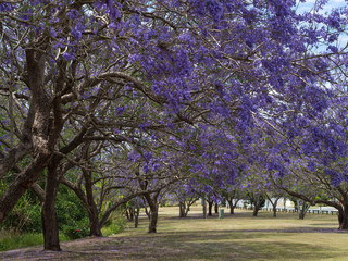 Jacaranda Trees