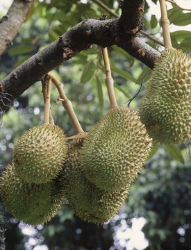 Durian