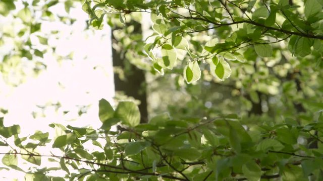 Slow motion close up green leaves on tree branches in forest swinging in breeze