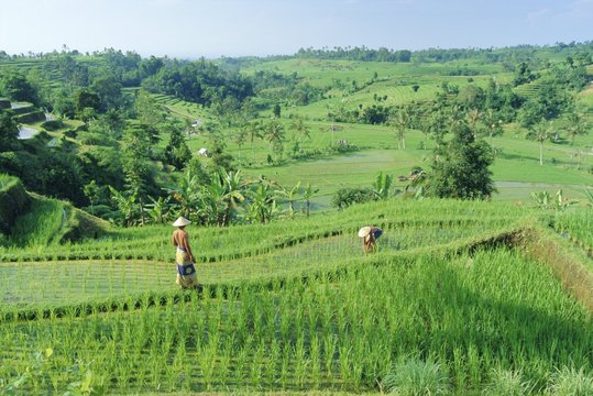 Rice terraces near Jatiluwih, Bali, Indonesia