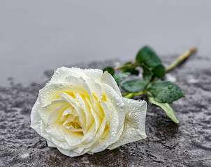 eine auf einem Grabstein niedergelegte rosa Rose auf gefrorenem ...