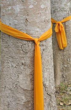 Trees that have been ordained as monks to protect them from being cut down, Ko Samui