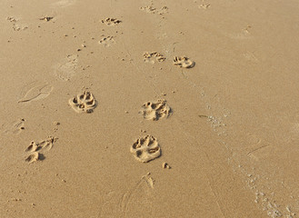 dog paw prints in the sand on the beach