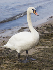 Mute swan, Cygnus olor, walking on sand beach at sea shoreline, close-up portrait, selective focus, shallow DOF