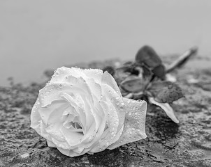 eine auf gefrorenem Untergrund auf einem Stein abgelegte Rose zum Ausdruck der Trauer und des...