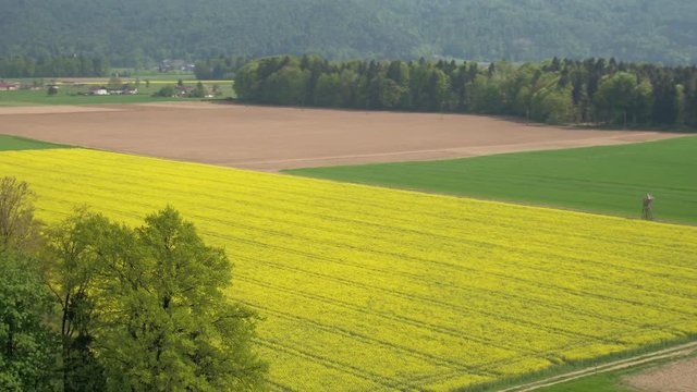 AERIAL: Beautiful big agricultural green wheat and yellow brassica rapa fields
