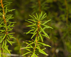 Marsh Labrador tea, Rhododendron tomentosum, Ledum palustre, leaves on stem, close-up, selective focus, shallow DOF