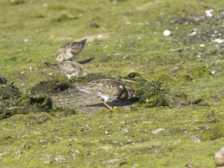 Fototapeta premium Ruddy Turnstone, Arenaria interpres, searching for food in seaweed at sea shoreline, close-up portrait, selective focus, shallow DOF