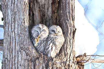 エゾフクロウの夫婦