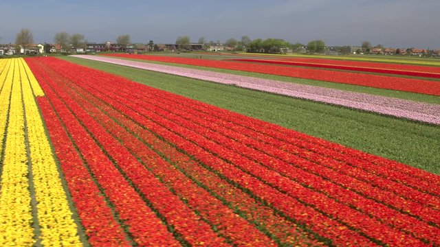 AERIAL: Stunning red, pink and yellow rows of rich flowering tulips on big field
