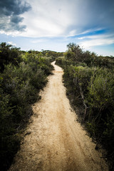Fototapeta na wymiar Dirt trail through bush land