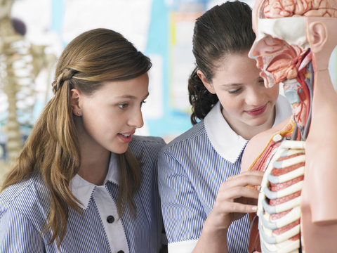 Teenage girls examining part of anatomical model in classroom