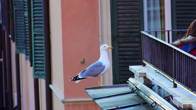 seagull on the roof in the city