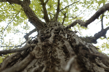 tree king