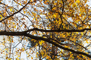 Fototapeta premium oak branch with yellow leaves in urban park