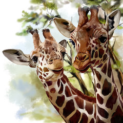 Giraffes watercolor painting © Kajenna