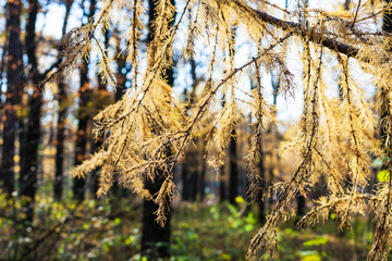 yellow branch of larch in urban park in autumn