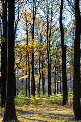 dark oak tree trunks in urban park in autumn