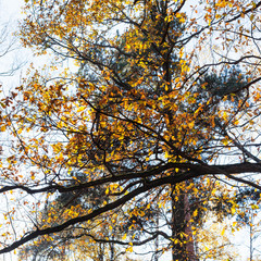 oak branch and pine tree in urban park in autumn