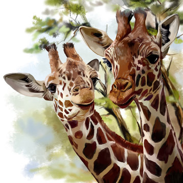 Giraffes watercolor painting