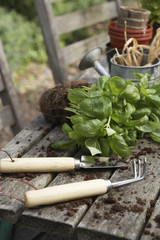 Closeup of plant with gardening tools and soil on chair