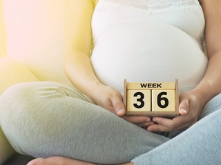 Calendar with weeks 36 of pregnant with pregnancy woman background. Maternity concept. Expecting an upcoming baby. Due date countdown.