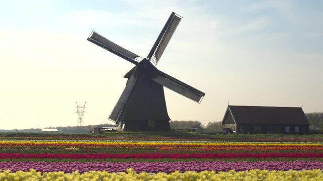 AERIAL: Lovely colorful blooming tulips in rows and old working wooden windmill