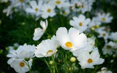 cosmos flower