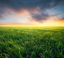Grass on the field during sunrise. Agricultural landscape in the summer time