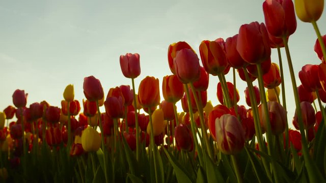 CLOSE UP: Stunning colorful fragile tulip bulbs blooming at floricultural park 