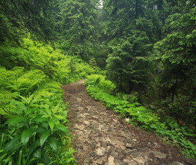 Obraz premium Walkway in the summer forest. Beautiful natural landscape