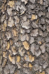 texture of bark wood, pine tree, background